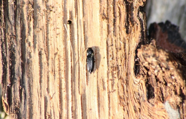 Corticicoli: cfr  Cardiophorus sp. e Catomus rotundicollis